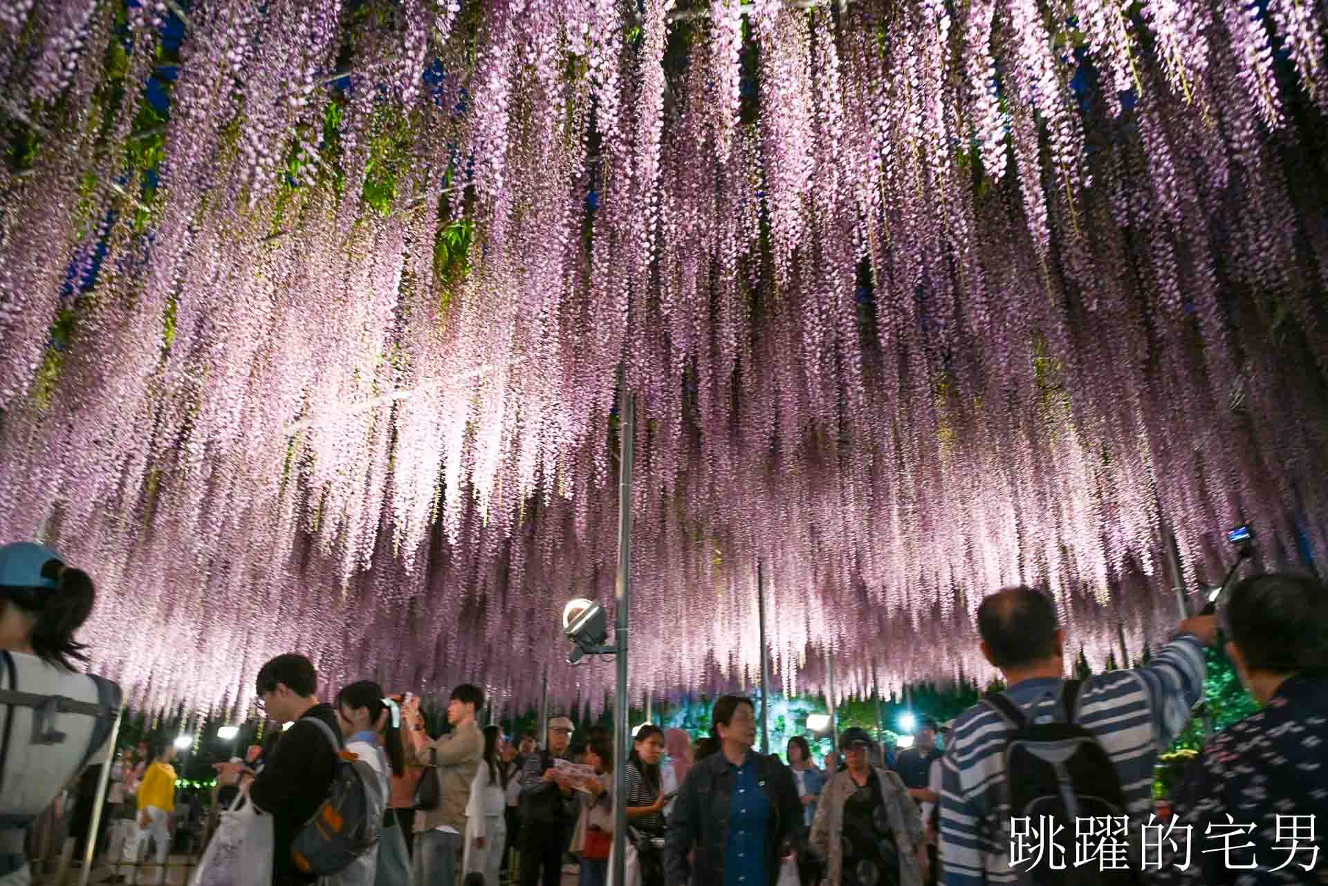 [櫪木景點] 足利花卉公園: CNN推薦夢幻景點，160年紫藤花瀑布超夢幻 !