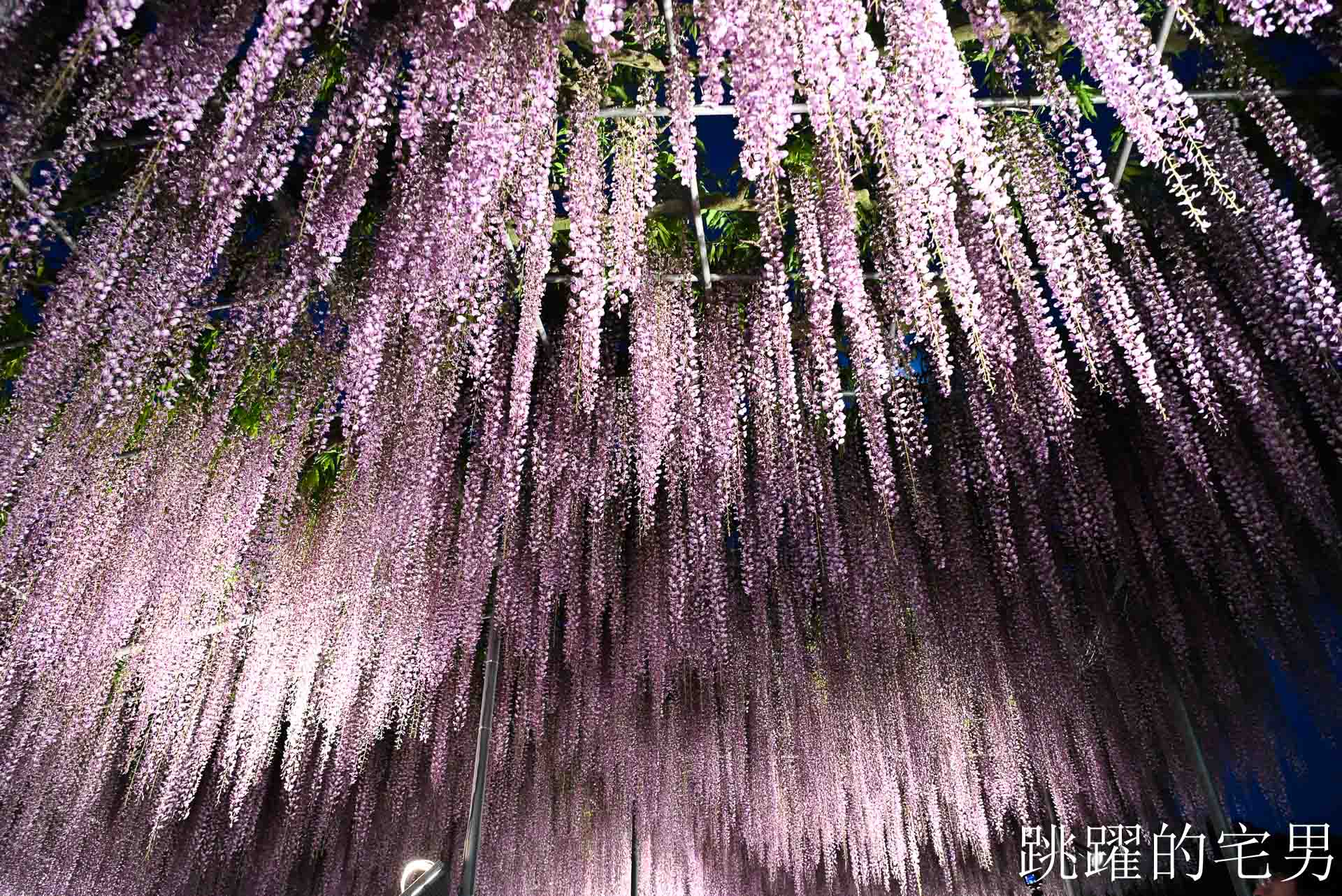 [櫪木景點] 足利花卉公園: CNN推薦夢幻景點，160年紫藤花瀑布超夢幻 !