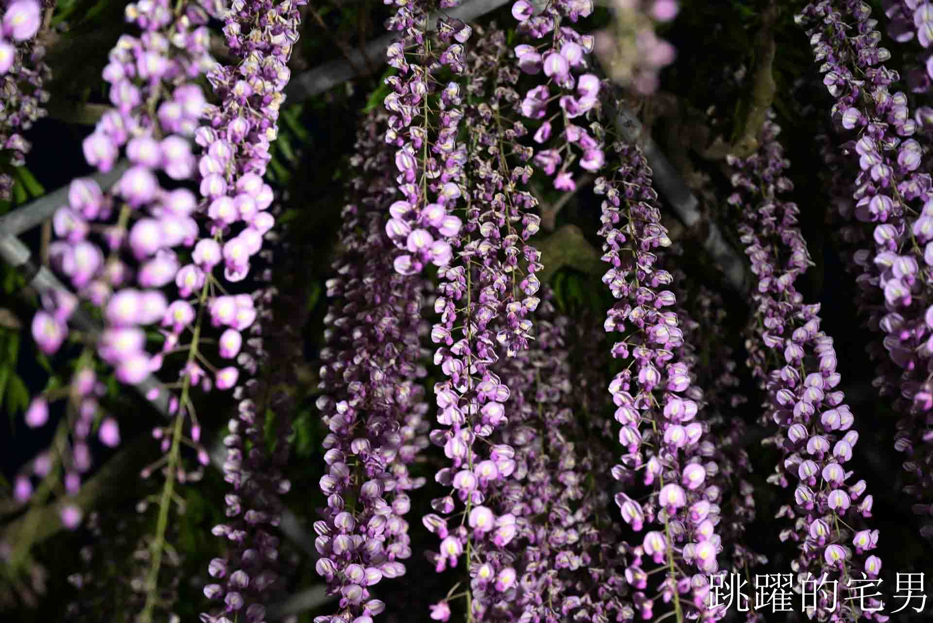 [櫪木景點] 足利花卉公園: CNN推薦夢幻景點，160年紫藤花瀑布超夢幻 !