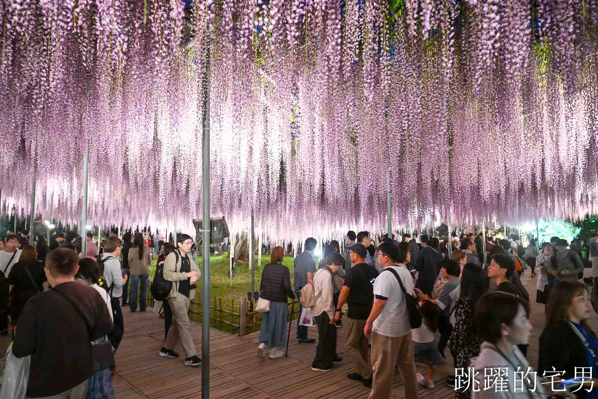 [櫪木景點] 足利花卉公園: CNN推薦夢幻景點，160年紫藤花瀑布超夢幻 !