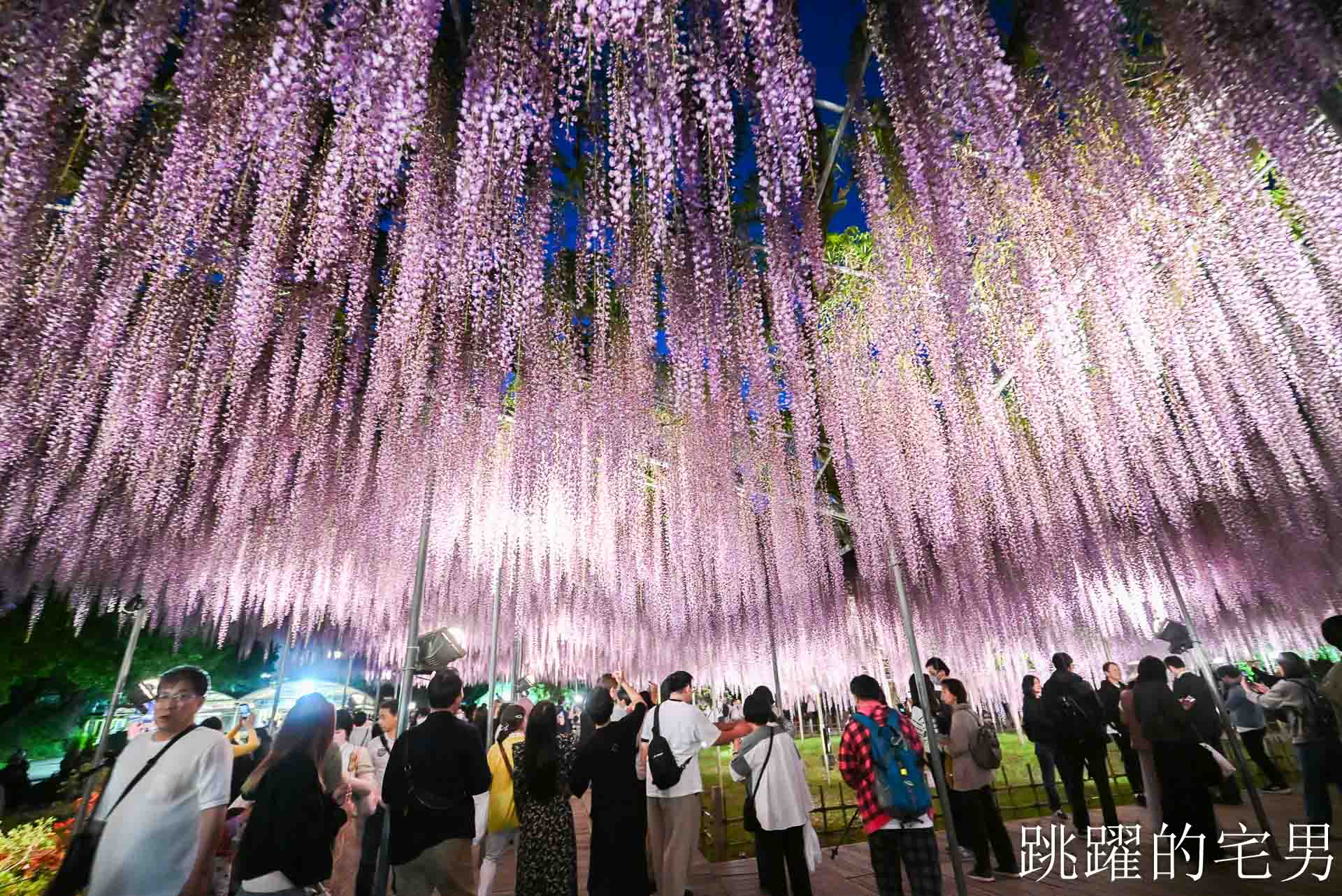 [櫪木景點] 足利花卉公園: CNN推薦夢幻景點，160年紫藤花瀑布超夢幻 !