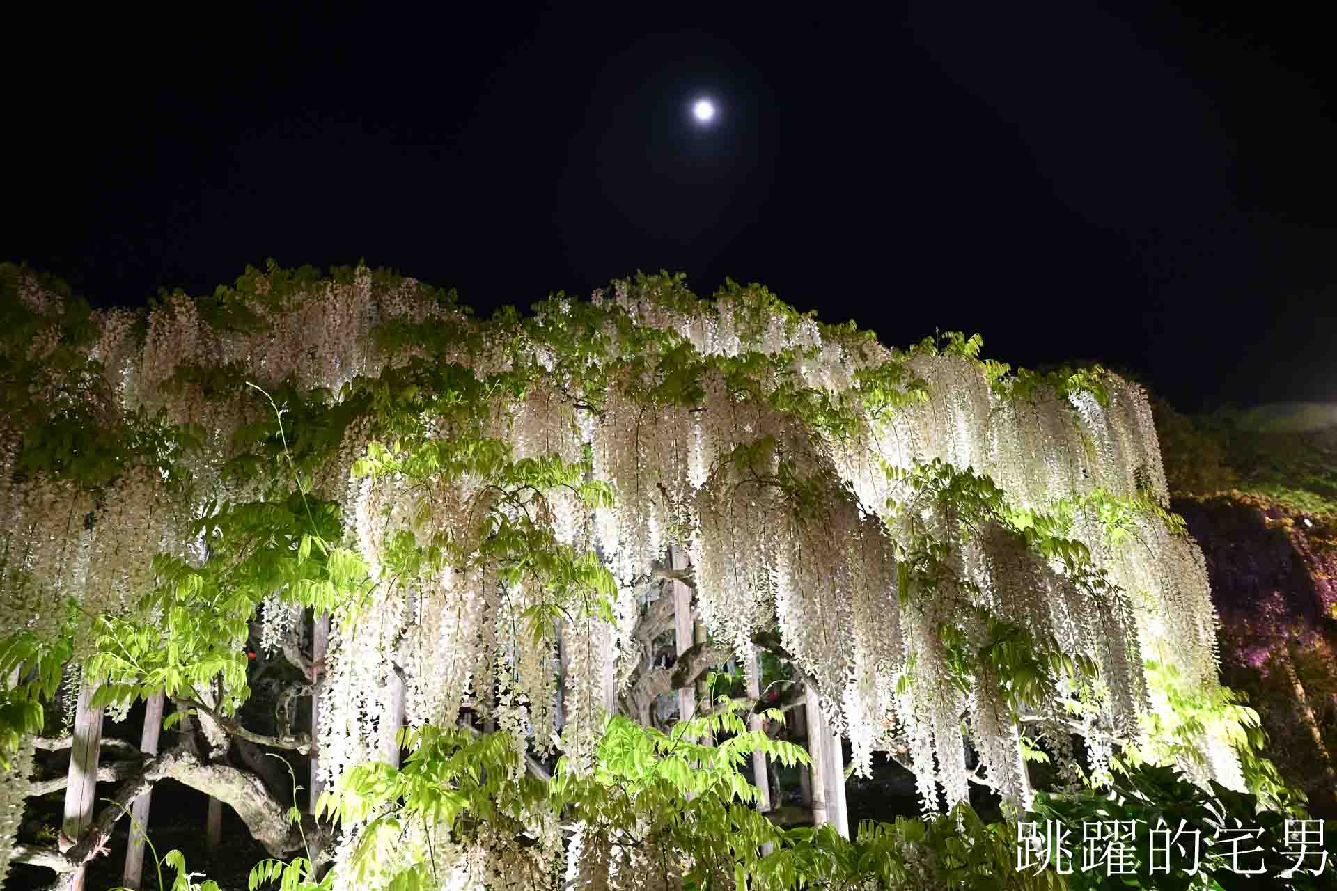 [櫪木景點] 足利花卉公園: CNN推薦夢幻景點，160年紫藤花瀑布超夢幻 !