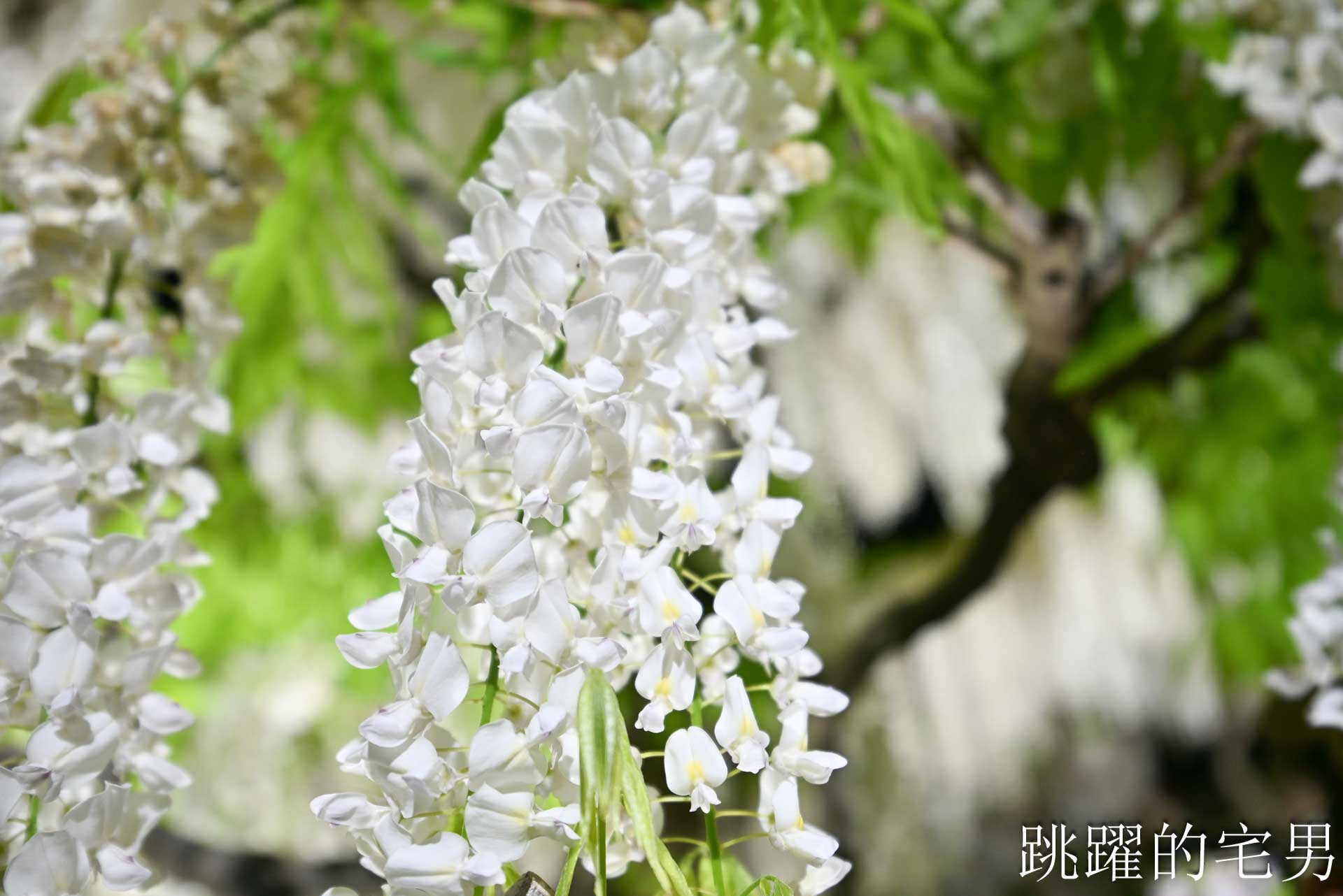 [櫪木景點] 足利花卉公園: CNN推薦夢幻景點，160年紫藤花瀑布超夢幻 !