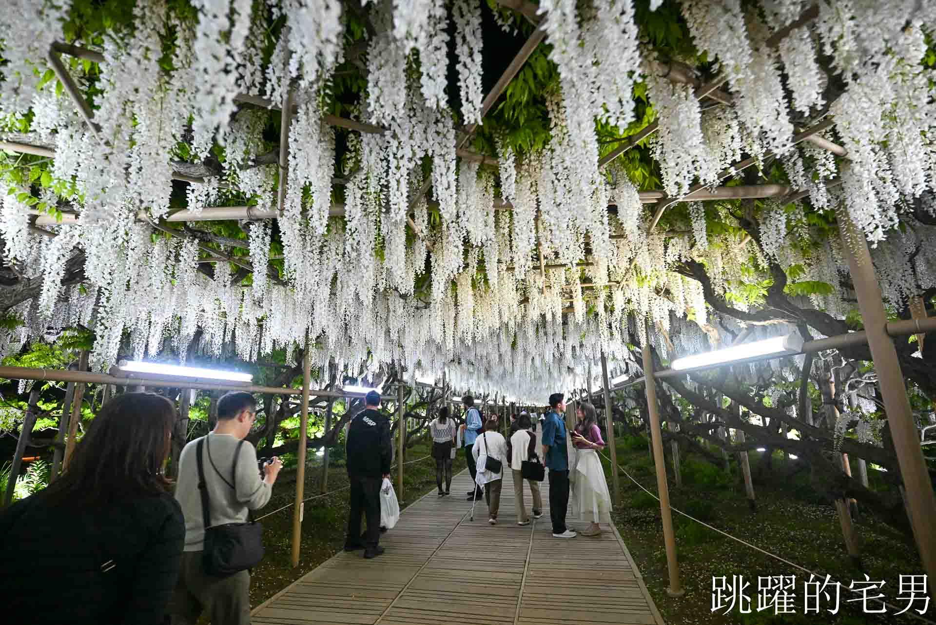 [櫪木景點] 足利花卉公園: CNN推薦夢幻景點，160年紫藤花瀑布超夢幻 !