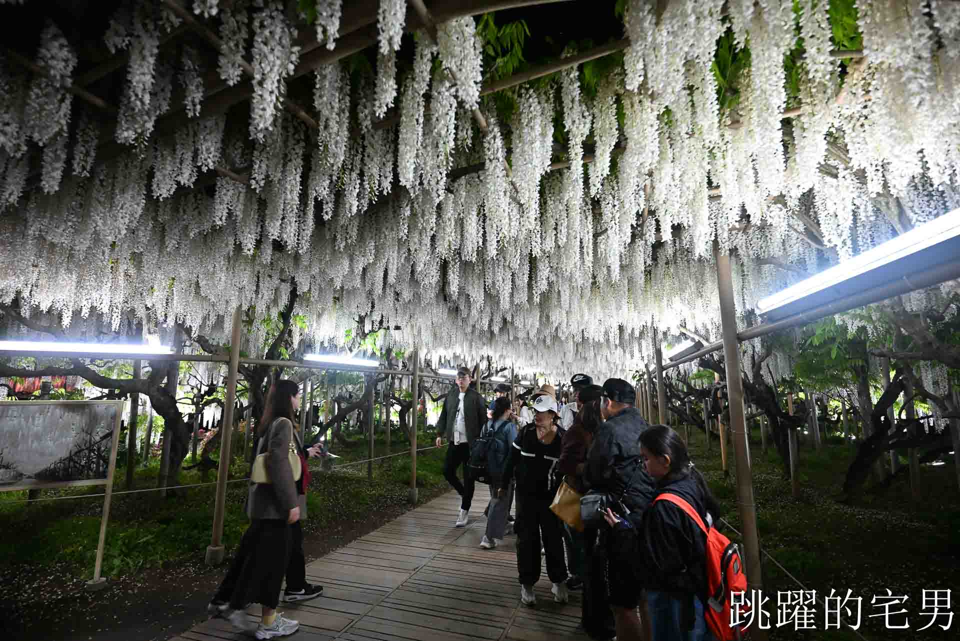 [櫪木景點] 足利花卉公園: CNN推薦夢幻景點，160年紫藤花瀑布超夢幻 !