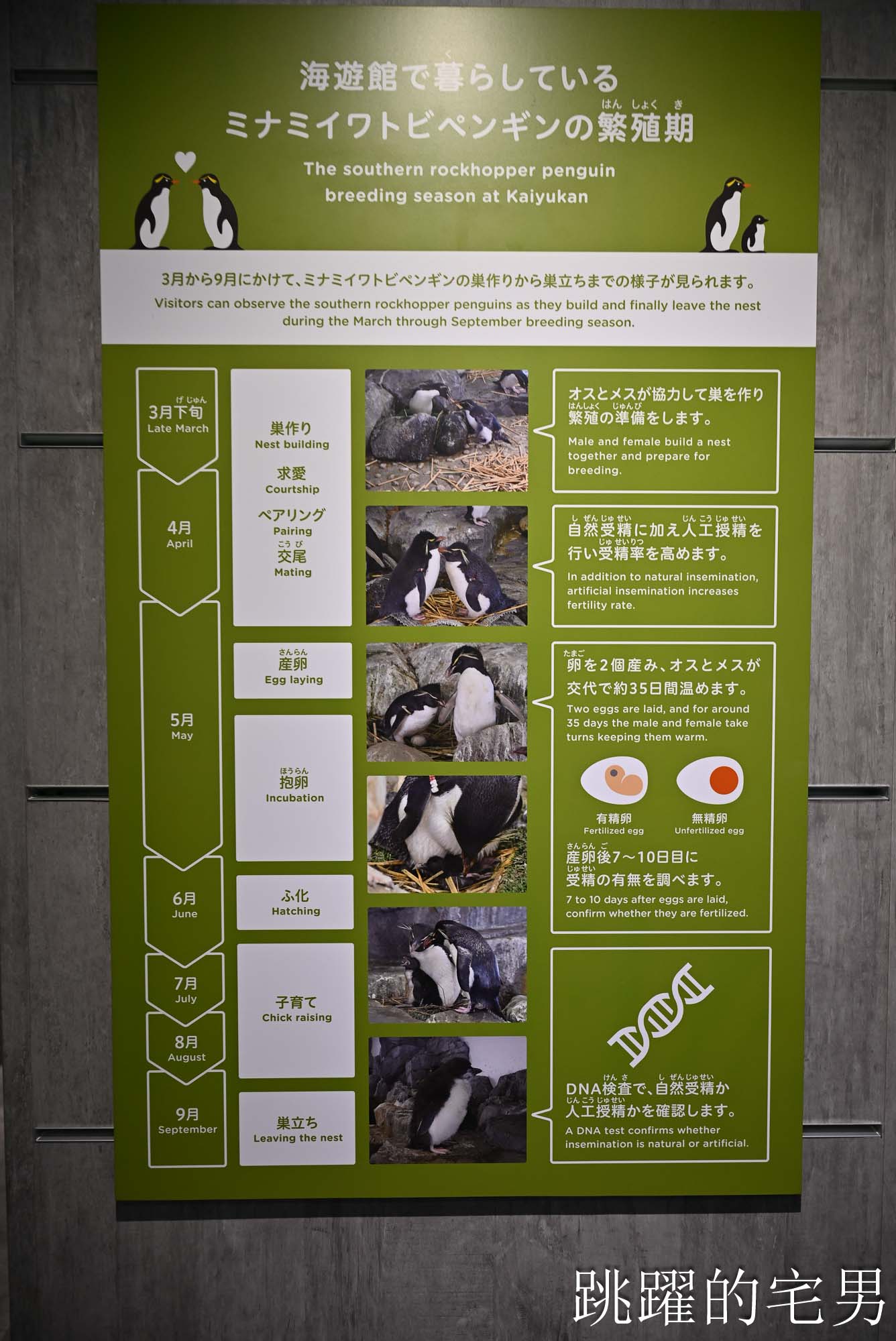 [大阪景點推薦]大阪海遊館-巨大鯨鯊近距離超震撼！企鵝海豚+樂高樂園+購物中心，超強大阪雨天備案、大阪親子景點、日本級水族館推薦