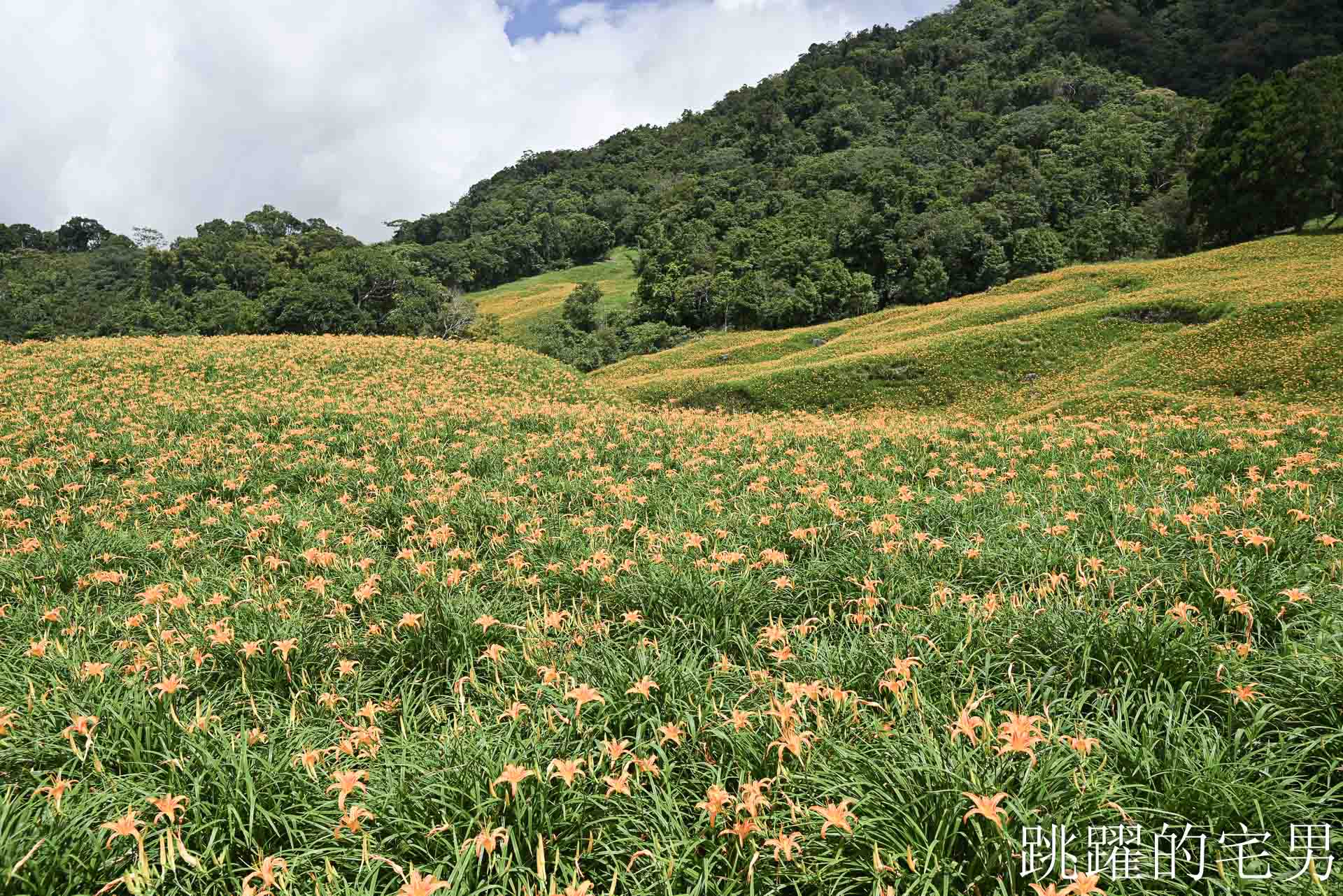 [花蓮景點推薦]2026赤科山金針花懶人包-9月花況、交通路況、賞花景點，林家園、小瑞士、櫻之谷咖啡廳一次玩，玉里景點金針花海