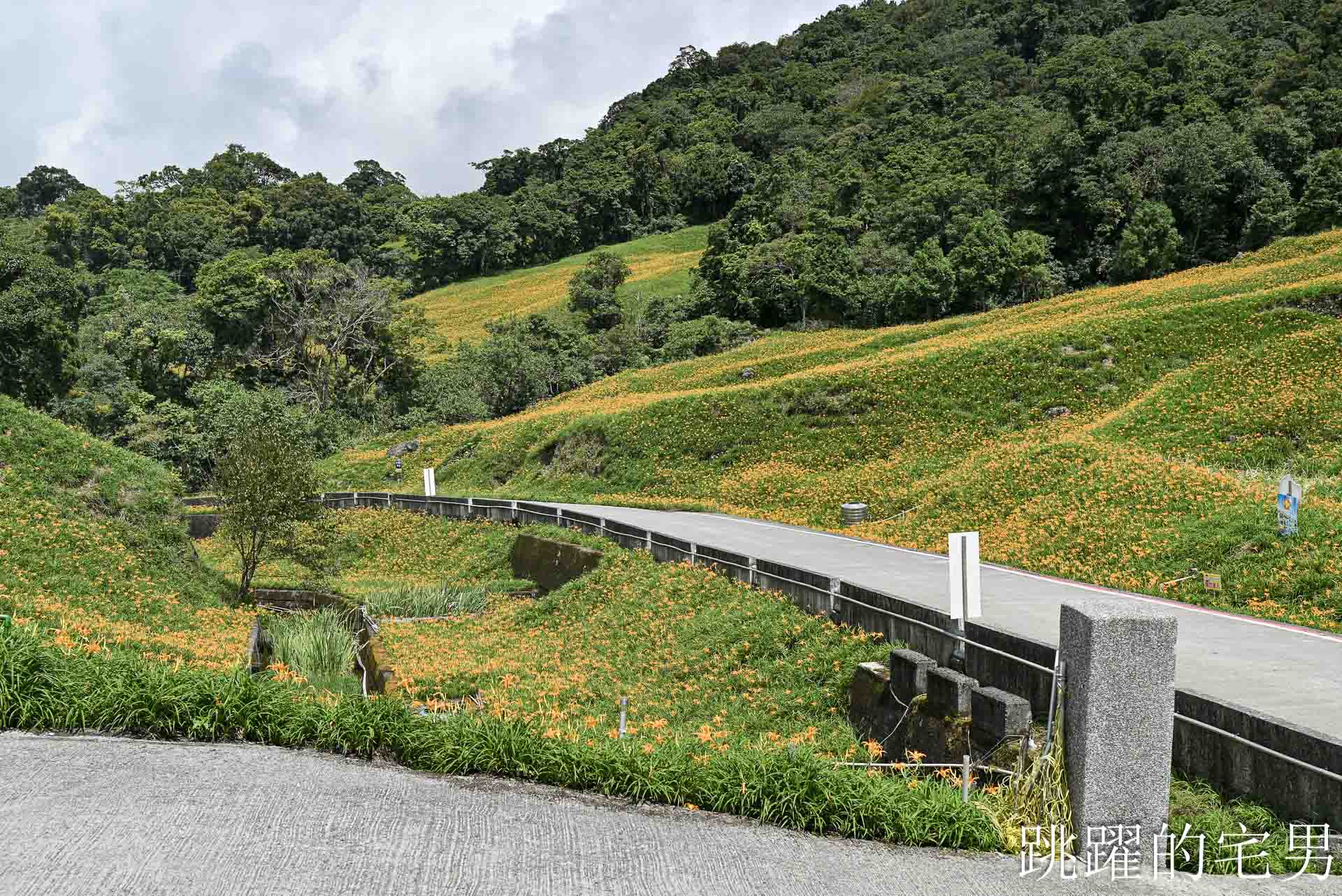 [花蓮景點推薦]2026赤科山金針花懶人包-9月花況、交通路況、賞花景點，林家園、小瑞士、櫻之谷咖啡廳一次玩，玉里景點金針花海