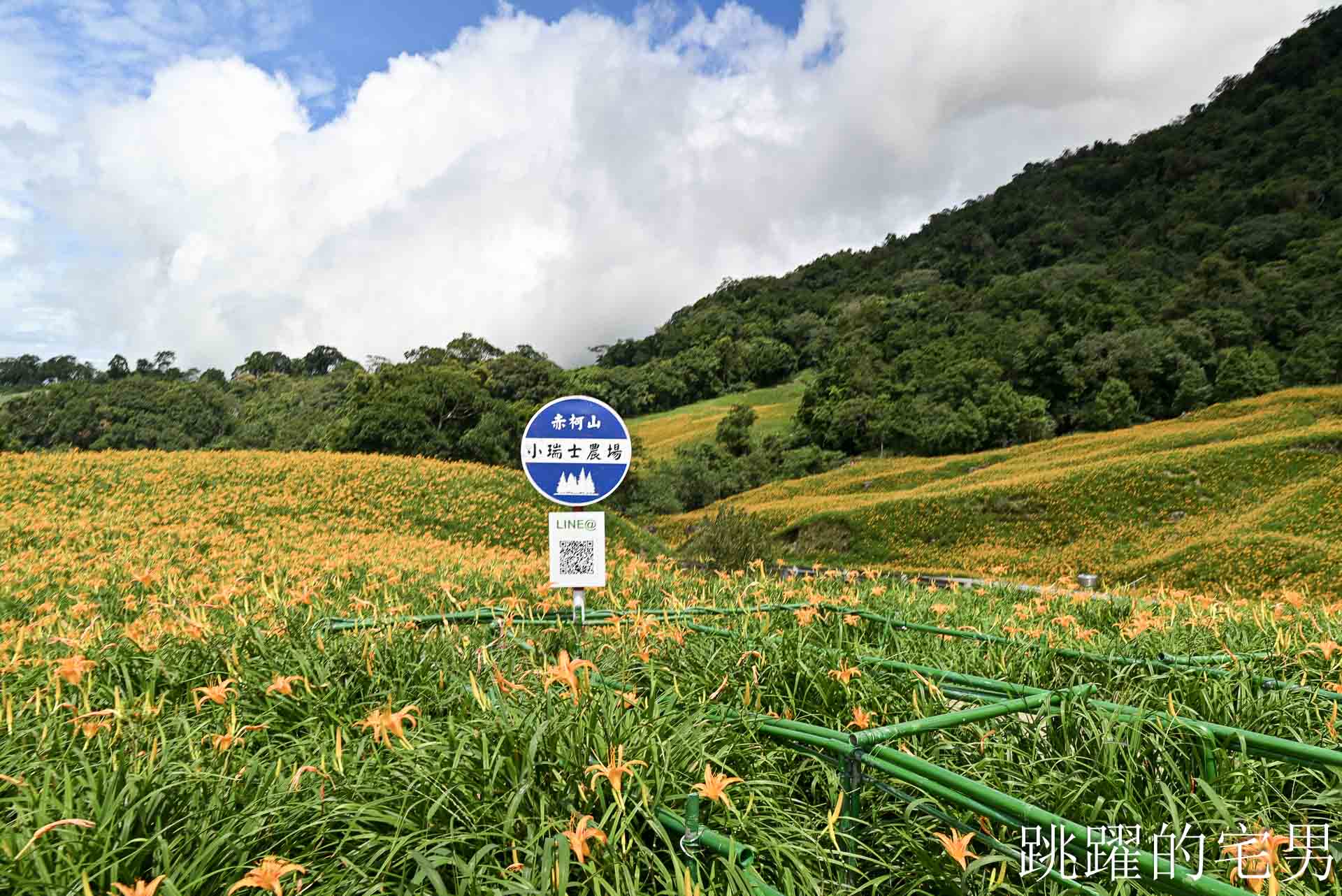 [花蓮金針花季]赤科山小瑞士農場-這樣的台灣花海你見過嗎??? 9月金針花海大爆發！滿山橘黃花毯超夢幻