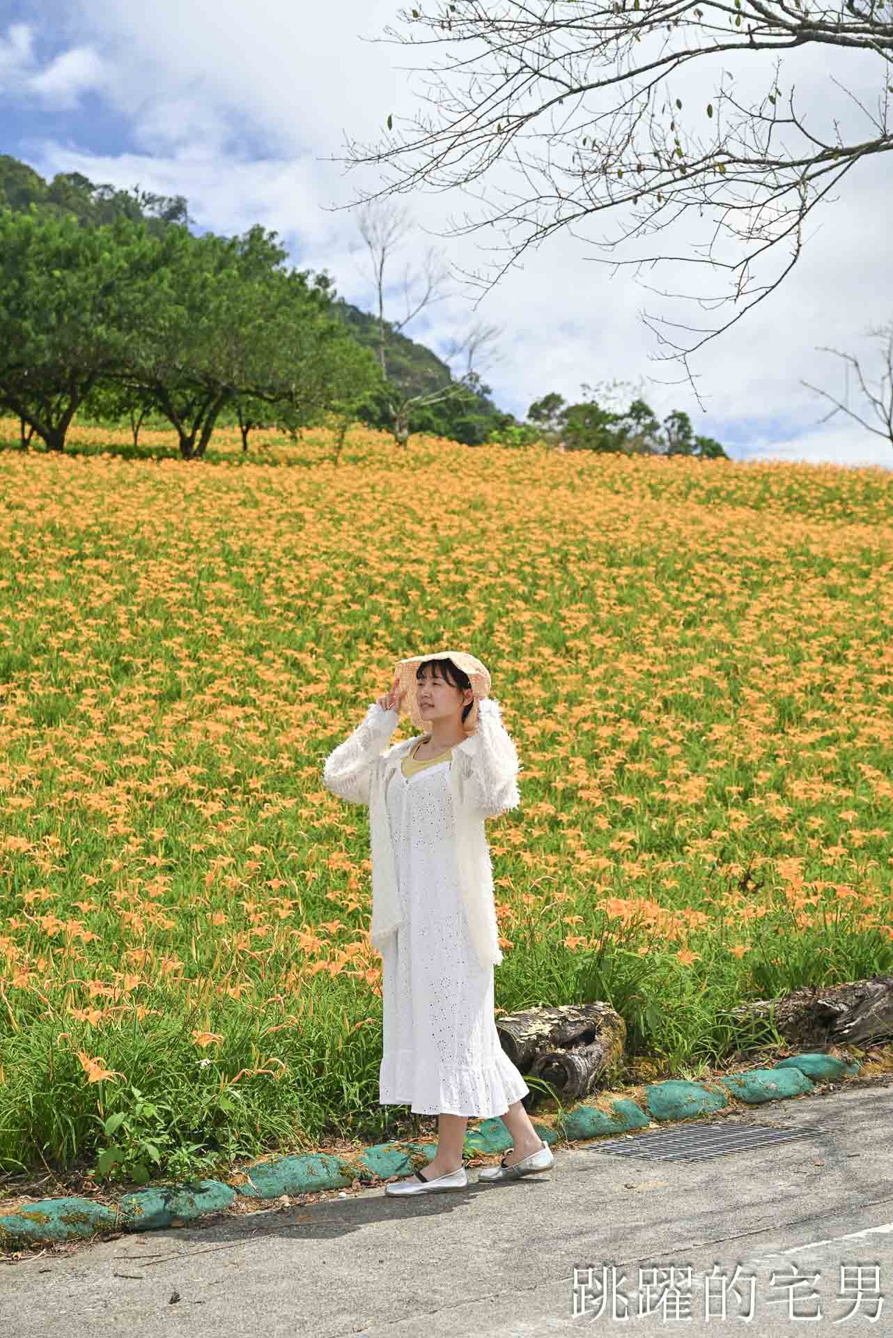 [花蓮景點推薦]2026赤科山金針花懶人包-9月花況、交通路況、賞花景點，林家園、小瑞士、櫻之谷咖啡廳一次玩，玉里景點金針花海