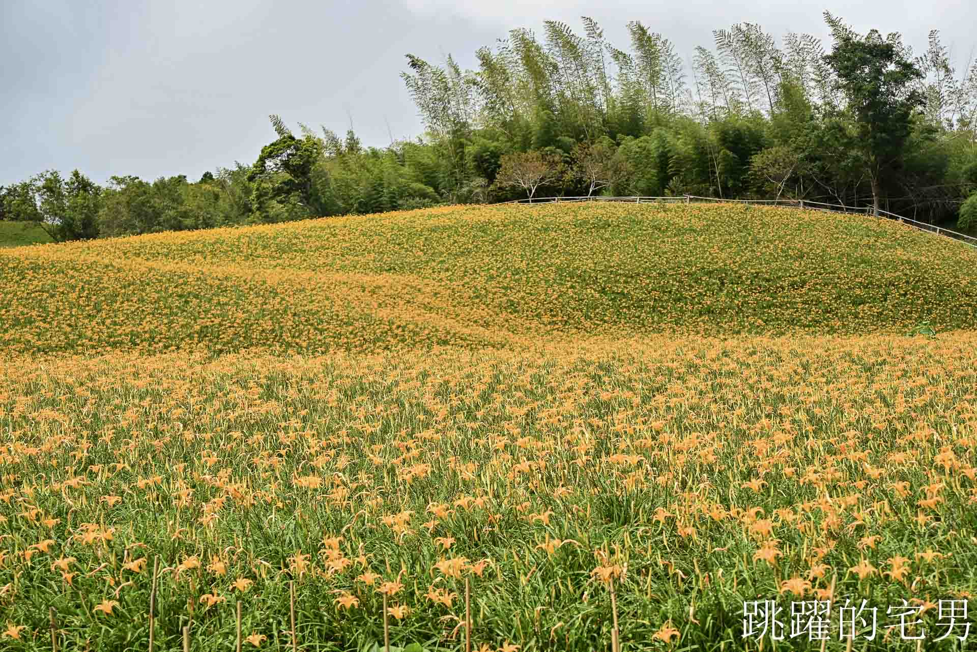 [花蓮賞花景點]汪家古厝-2026赤科山花況，古厝後方藏著整片金針花海！盪鞦韆山丘花田超夢幻，赤科山旅遊景點推薦