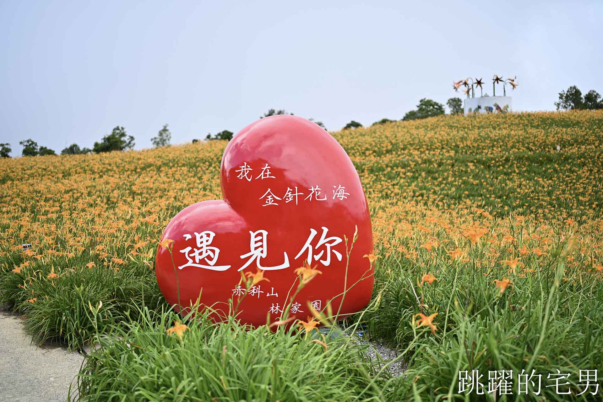 [花蓮金針花海]赤科山林家園休閒農場: 金針花2026花況、大片金黃色花朵鋪滿整個山坡!  拍照景點，花蓮景點推薦，赤科山餐廳