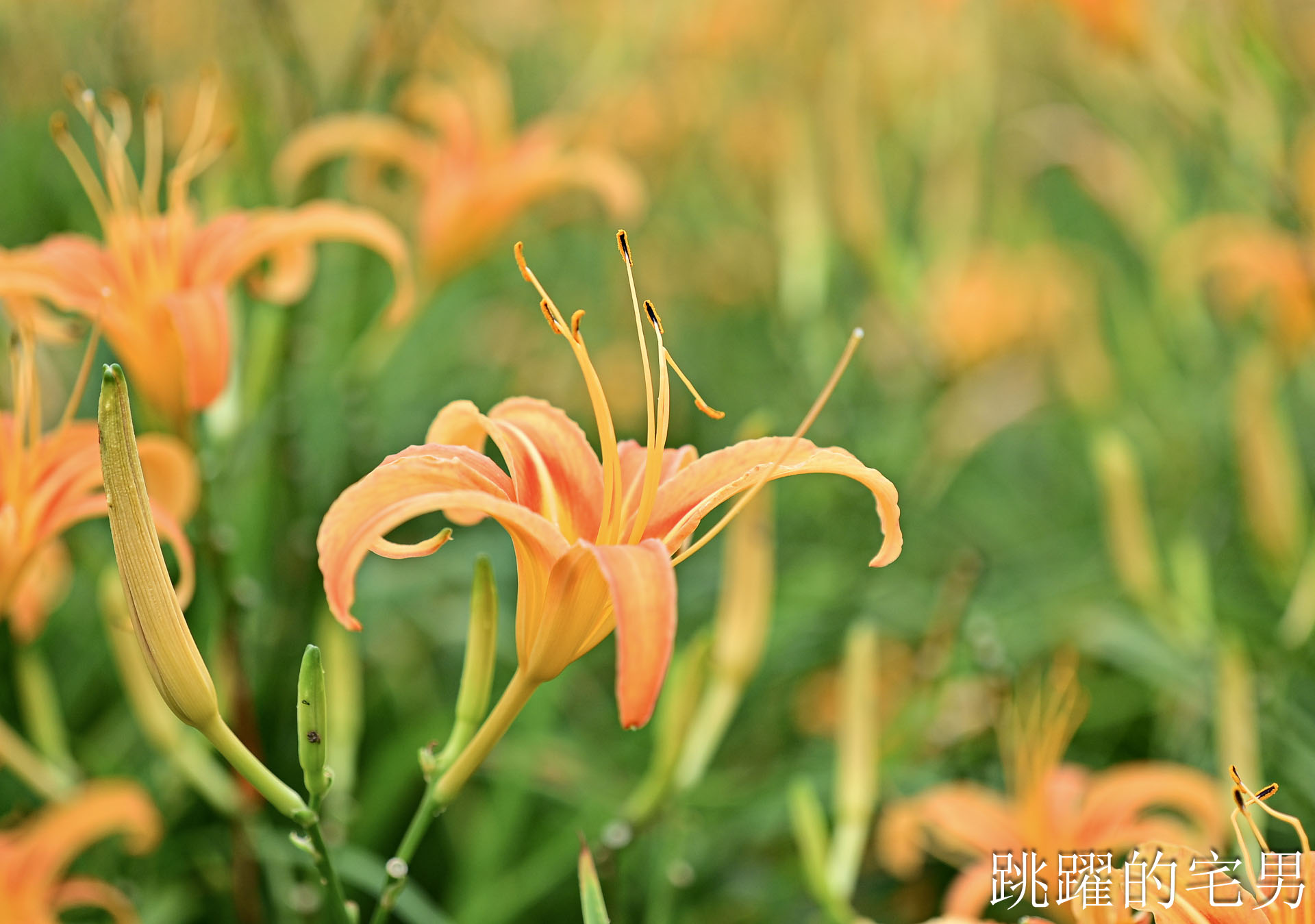 [花蓮賞花景點]汪家古厝-2026赤科山花況，古厝後方藏著整片金針花海！盪鞦韆山丘花田超夢幻，赤科山旅遊景點推薦