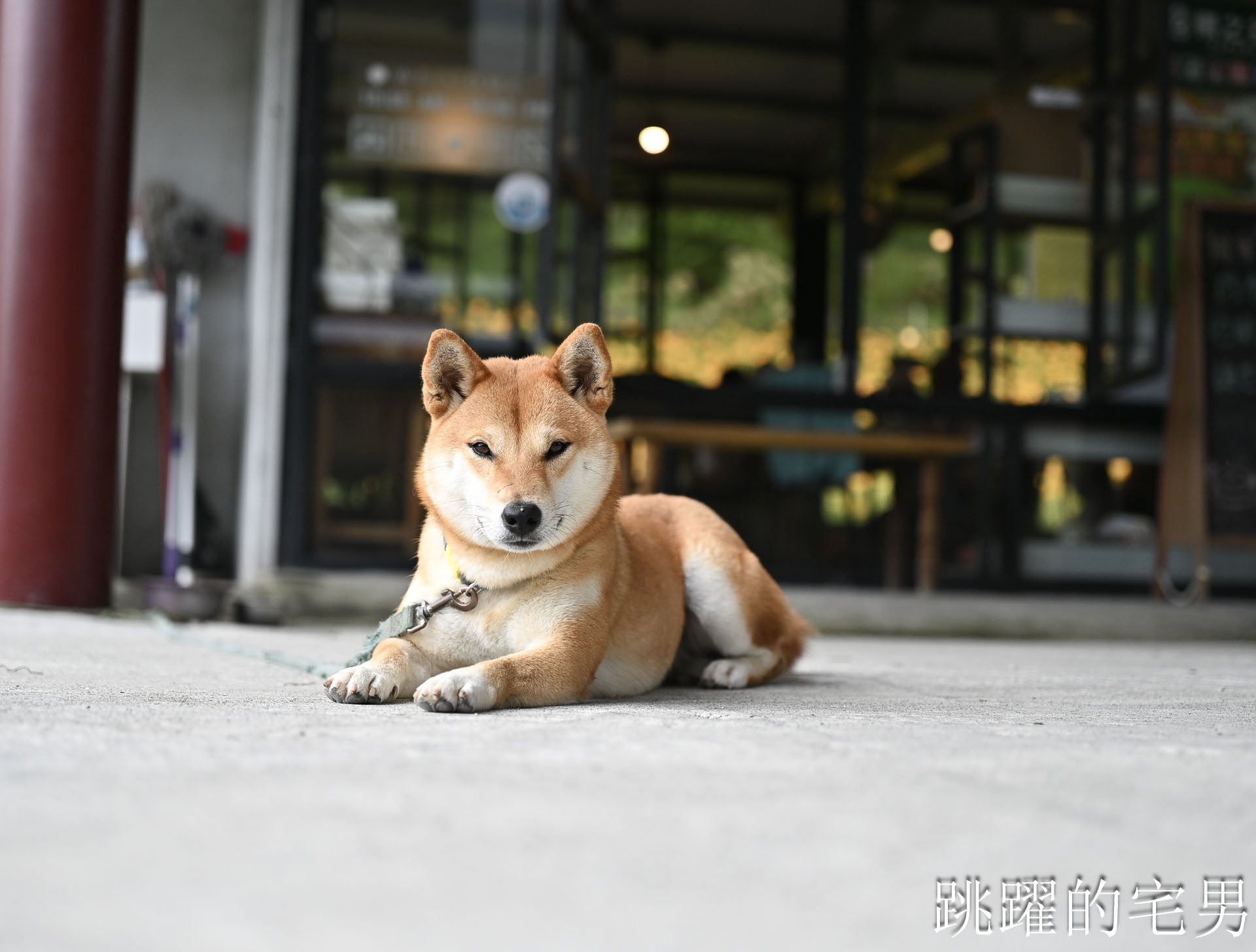 [赤科山咖啡廳]櫻之谷咖啡民宿-這是什麼夢幻咖啡廳，窗外直接花海!   景色直接像一幅畫! 還有可愛柴犬，玉里咖啡廳
