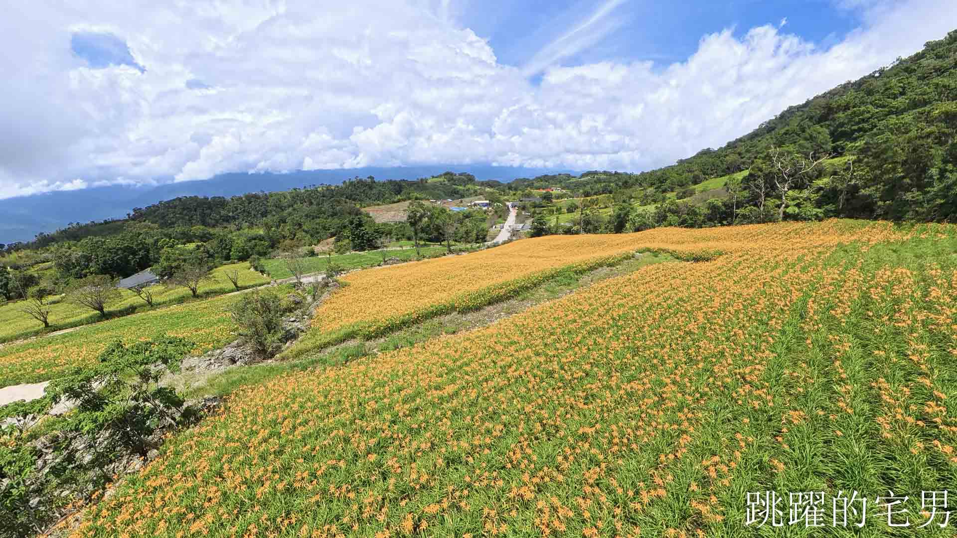 [花蓮景點推薦]2026赤科山金針花懶人包-9月花況、交通路況、賞花景點，林家園、小瑞士、櫻之谷咖啡廳一次玩，玉里景點金針花海