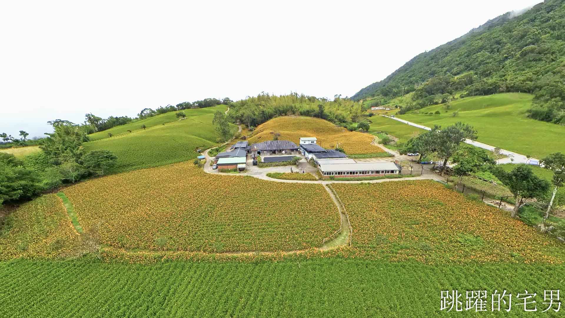 [花蓮賞花景點]汪家古厝-2026赤科山花況，古厝後方藏著整片金針花海！盪鞦韆山丘花田超夢幻，赤科山旅遊景點推薦