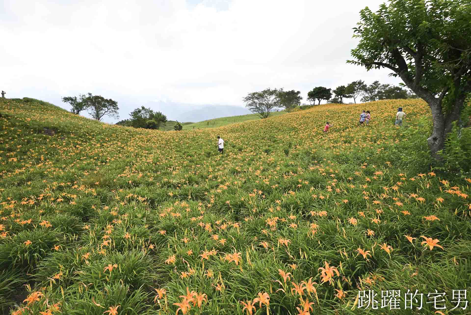 [花蓮金針花季]六十石山金針花季2026年9月花季實際花況，萬合小吃、烏魚山莊大片花海＋網紅水池