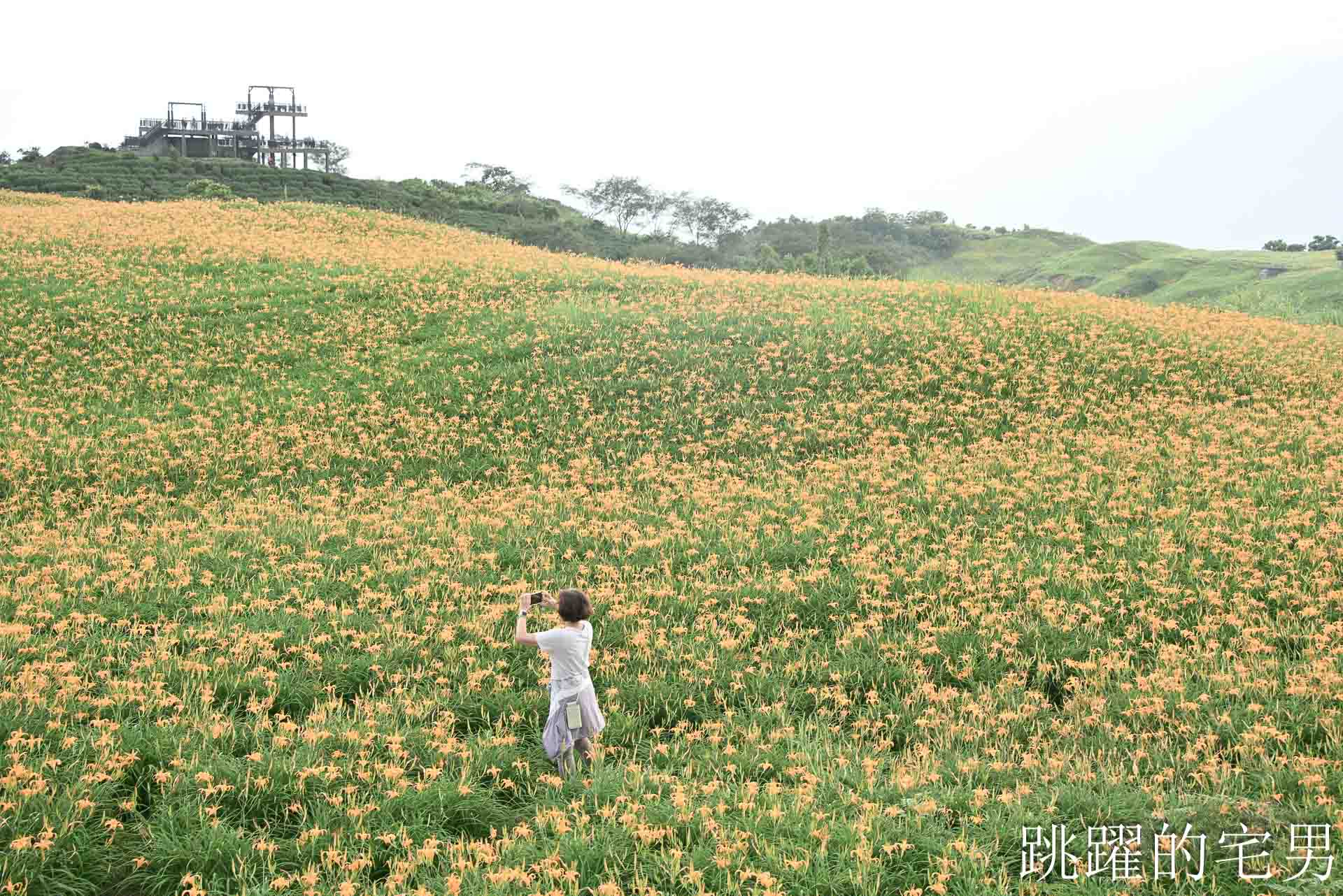 [花蓮金針花季]六十石山金針花季2026年9月花季實際花況，萬合小吃、烏魚山莊大片花海＋網紅水池