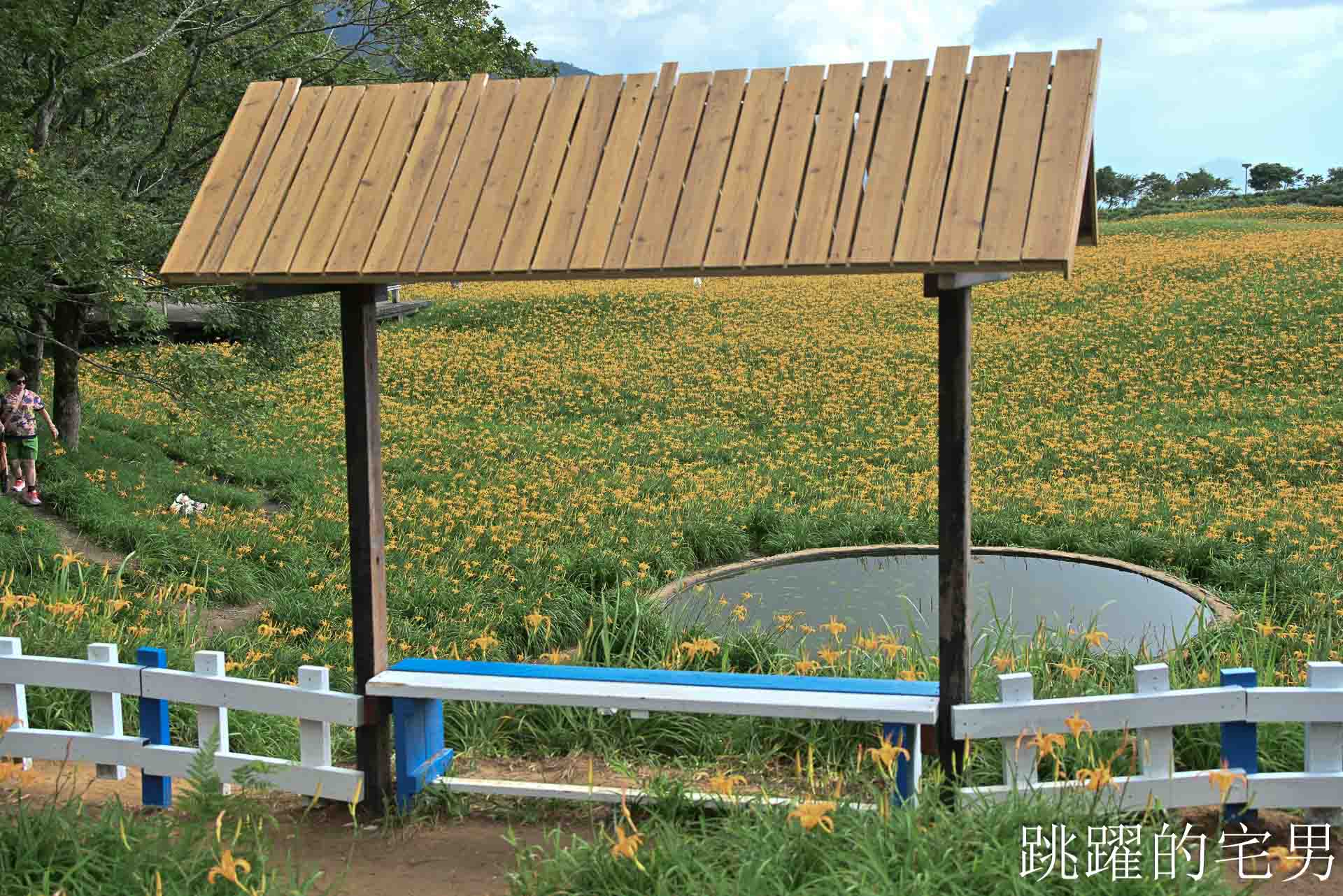[花蓮金針花季]六十石山金針花季2026年9月花季實際花況，萬合小吃、烏魚山莊大片花海＋網紅水池