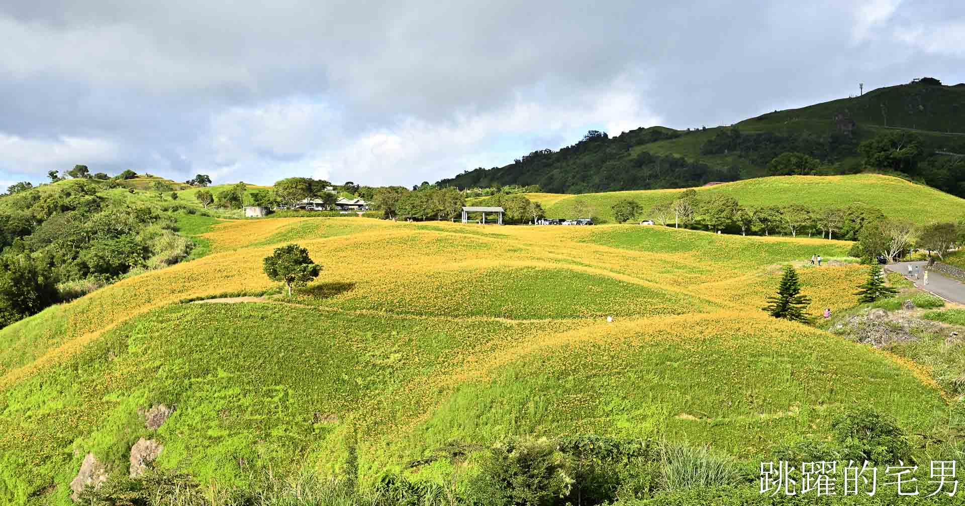 [花蓮金針花季]六十石山金針花季2026年9月花季實際花況，萬合小吃、烏魚山莊大片花海＋網紅水池