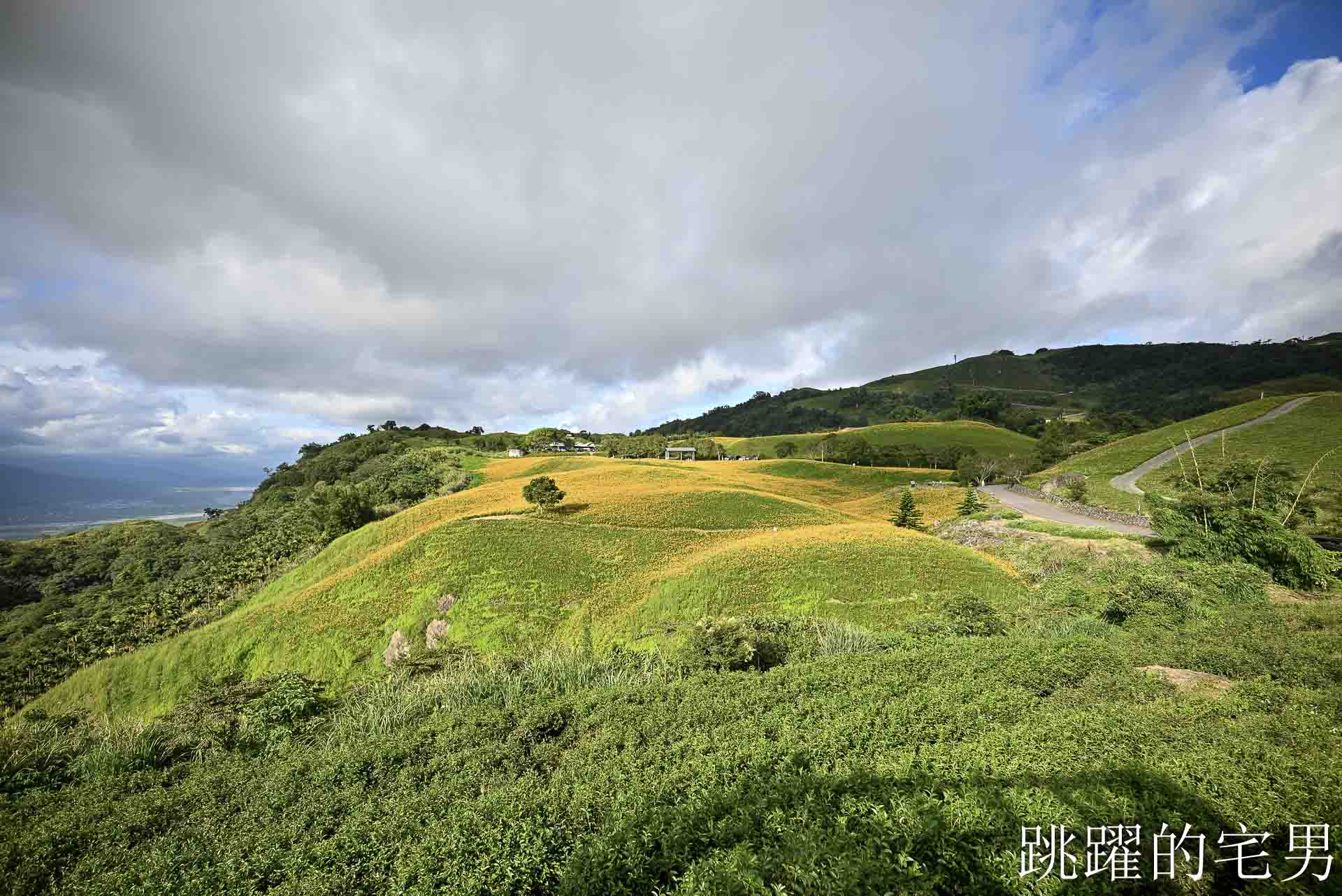 [花蓮金針花季]六十石山金針花季2026年9月花季實際花況，萬合小吃、烏魚山莊大片花海＋網紅水池
