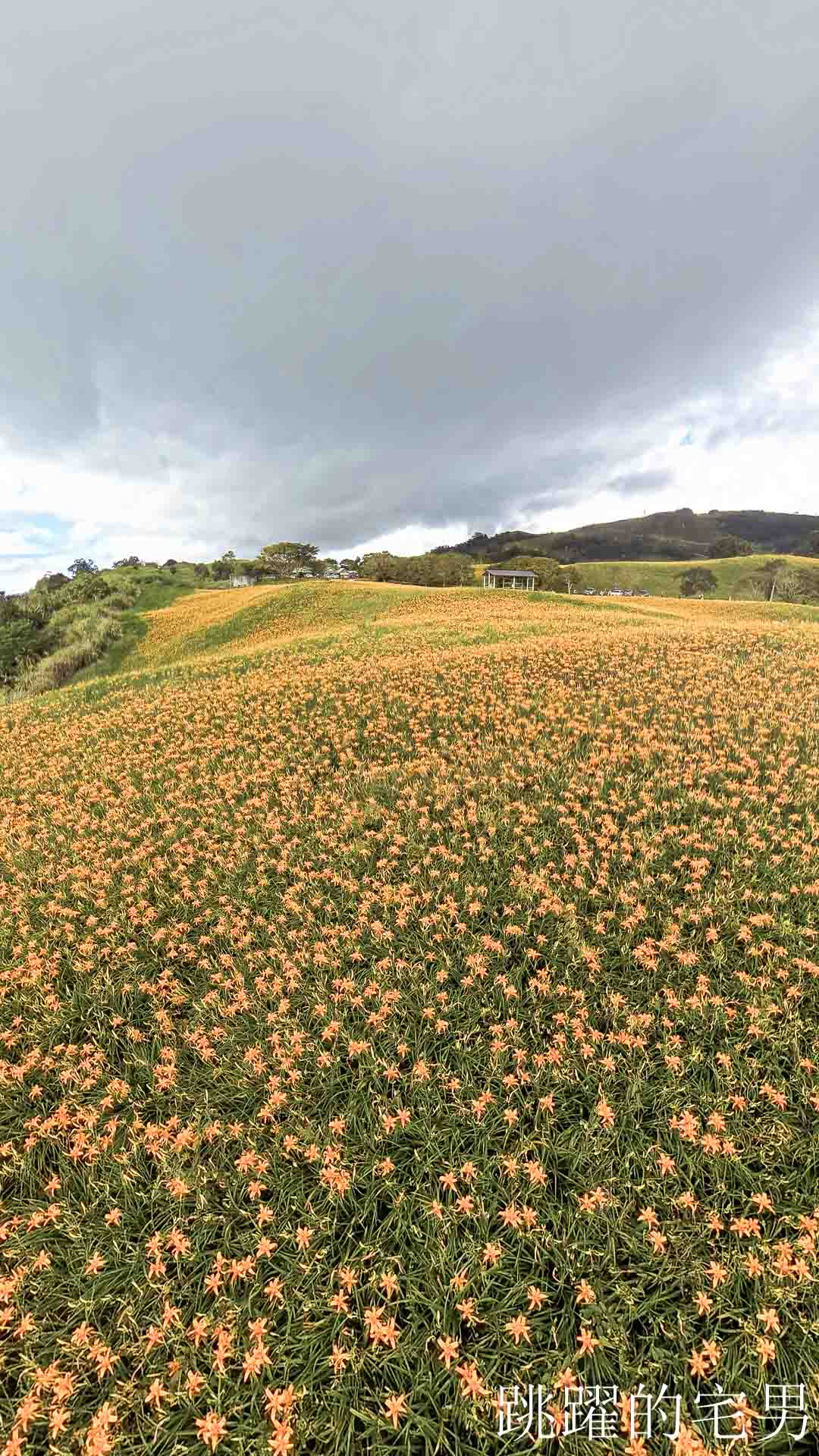 [花蓮金針花季]六十石山金針花季2026年9月花季實際花況，萬合小吃、烏魚山莊大片花海＋網紅水池