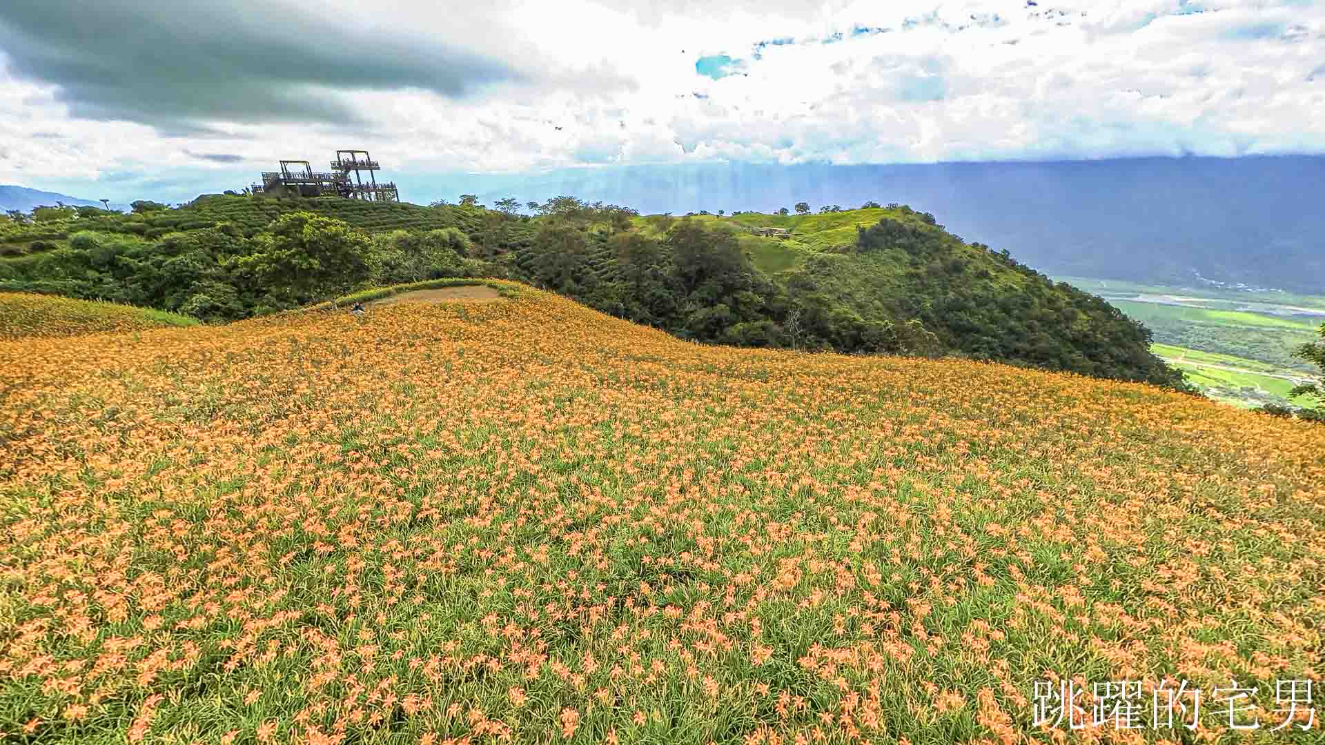 [花蓮金針花季]六十石山金針花季2026年9月花季實際花況，萬合小吃、烏魚山莊大片花海＋網紅水池