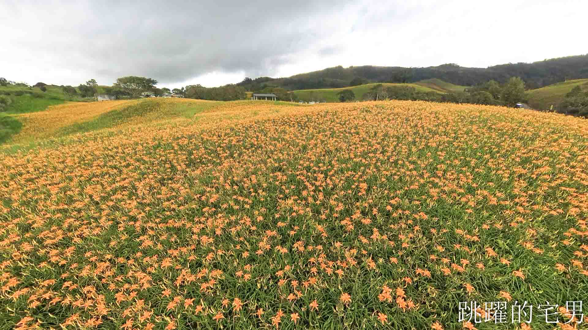 [花蓮金針花季]六十石山金針花季2026年9月花季實際花況，萬合小吃、烏魚山莊大片花海＋網紅水池