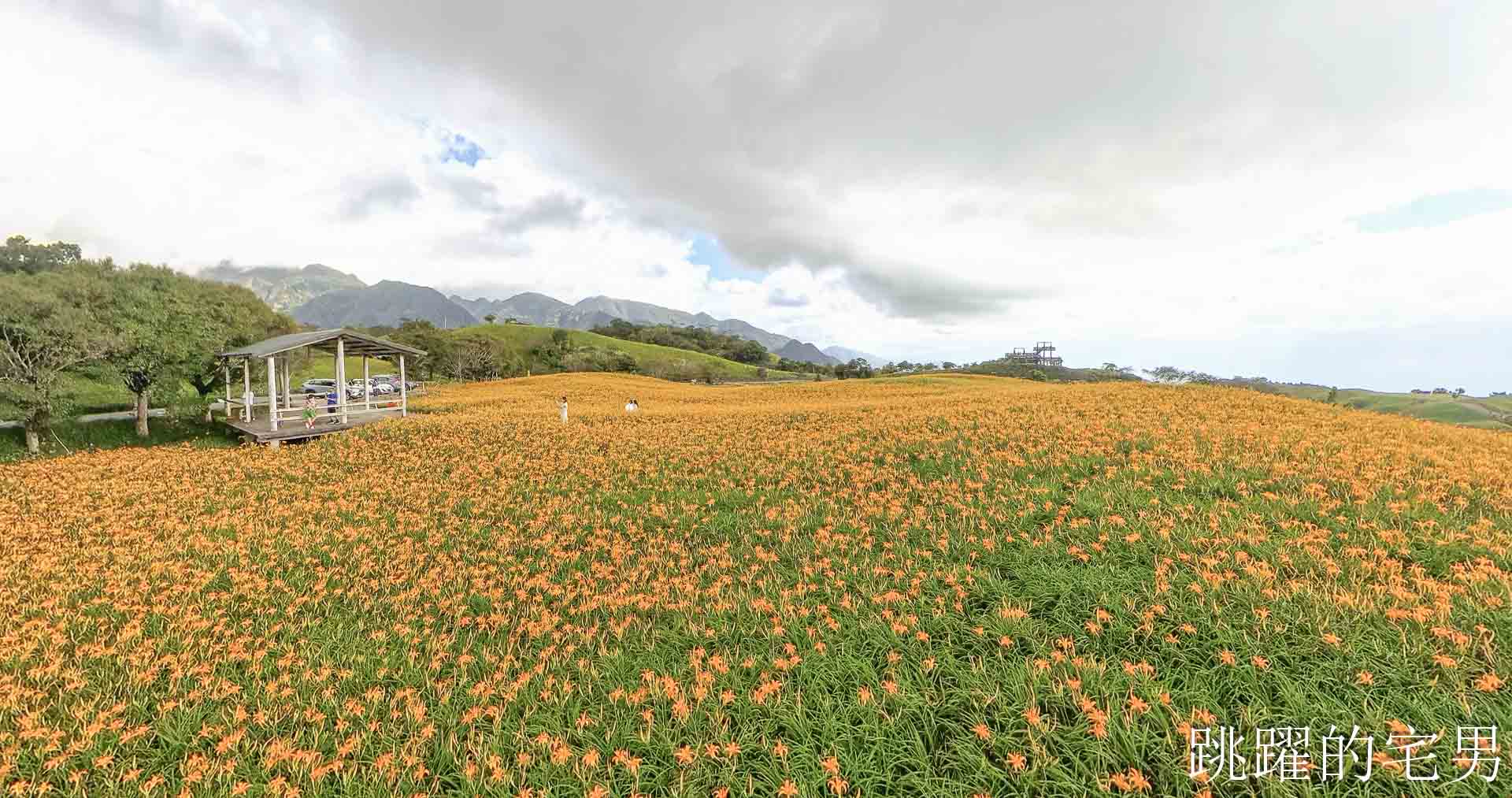 [花蓮金針花季]六十石山金針花季2026年9月花季實際花況，萬合小吃、烏魚山莊大片花海＋網紅水池
