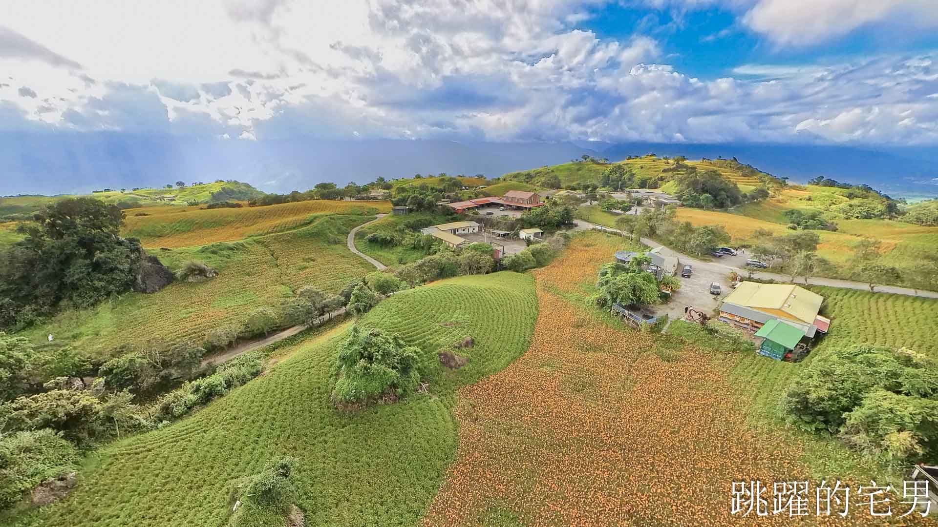 [花蓮金針花季]六十石山金針花季2026年9月花季實際花況，萬合小吃、烏魚山莊大片花海＋網紅水池