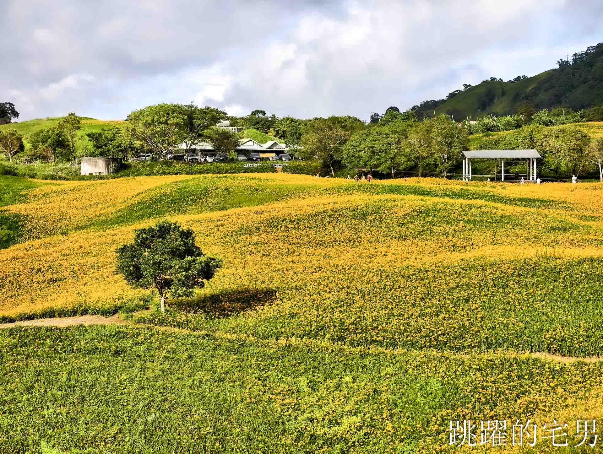 [花蓮金針花季]六十石山金針花季2026年9月花季實際花況，萬合小吃、烏魚山莊大片花海＋網紅水池