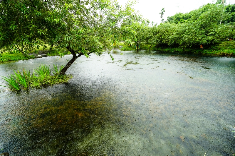 [花蓮景點]光復拉索埃湧泉生態園區-探索來自千年傳說的藍眼淚 機堡公園   手搖船一探湖中美景