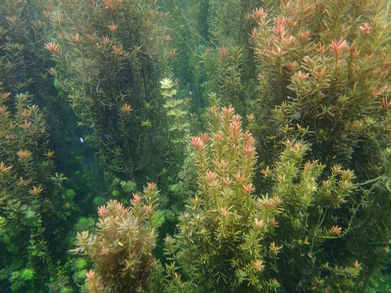 [花蓮景點]光復拉索埃湧泉生態園區-探索來自千年傳說的藍眼淚 機堡公園   手搖船一探湖中美景