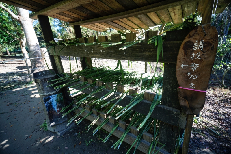 [ 20181203]鈺展苗圃-花蓮落羽松森林美景現況直播 花蓮壽豐景點 IG打卡拍照超美