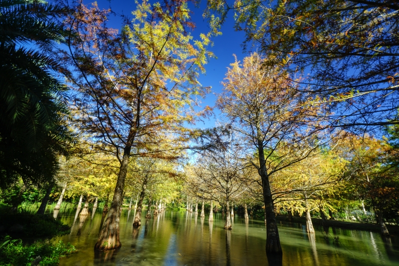 [ 20181203]鈺展苗圃-花蓮落羽松森林美景現況直播 花蓮壽豐景點 IG打卡拍照超美