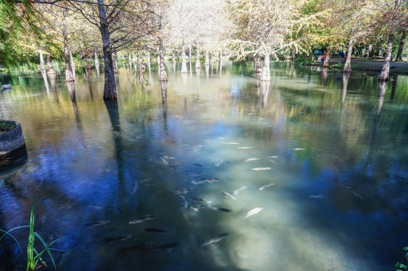 [ 20181203]鈺展苗圃-花蓮落羽松森林美景現況直播 花蓮壽豐景點 IG打卡拍照超美