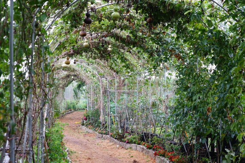 [桃園旅遊住宿]林園居民宿享用小農無菜單美食 還能享受挖地瓜農家趣 一級棒農場免費體驗撿雞蛋親子同樂 無農藥水野菜健康安心  桃園大園溪海休閒農業區