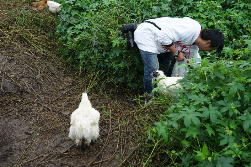 [桃園旅遊住宿]林園居民宿享用小農無菜單美食 還能享受挖地瓜農家趣 一級棒農場免費體驗撿雞蛋親子同樂 無農藥水野菜健康安心  桃園大園溪海休閒農業區