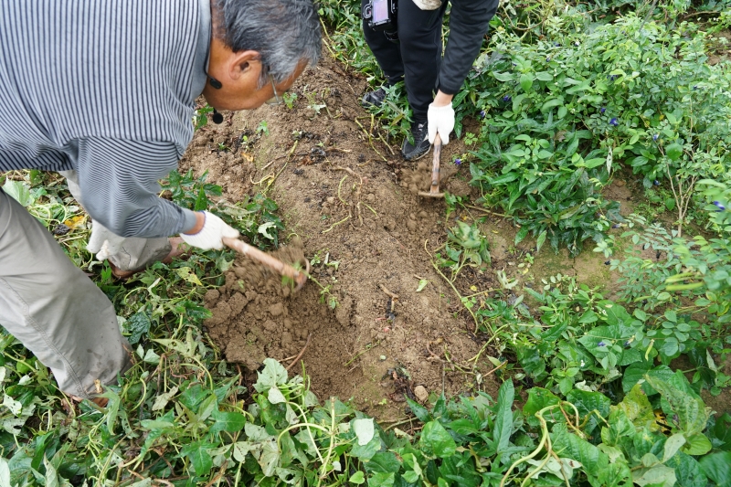 [桃園旅遊住宿]林園居民宿享用小農無菜單美食 還能享受挖地瓜農家趣 一級棒農場免費體驗撿雞蛋親子同樂 無農藥水野菜健康安心  桃園大園溪海休閒農業區