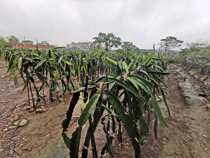 [桃園旅遊住宿]林園居民宿享用小農無菜單美食 還能享受挖地瓜農家趣 一級棒農場免費體驗撿雞蛋親子同樂 無農藥水野菜健康安心  桃園大園溪海休閒農業區