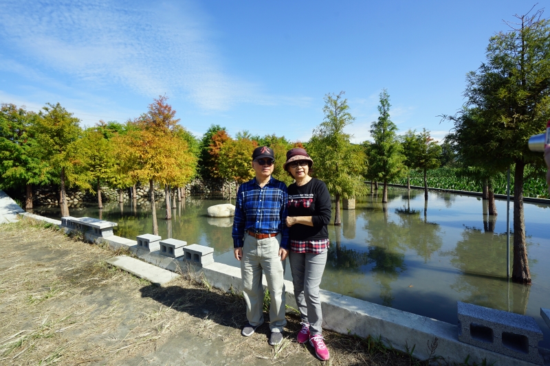 [台中后里景點]泰安落羽松 水面倒影IG網美必打卡 地方不大就是了 20181214落羽松現況直播