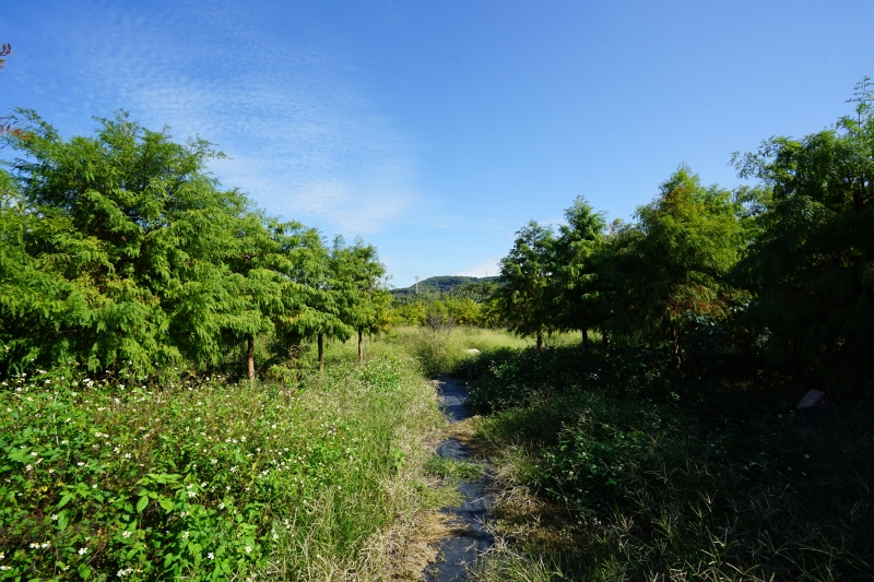 [台中后里景點]泰安落羽松 水面倒影IG網美必打卡 地方不大就是了 20181214落羽松現況直播