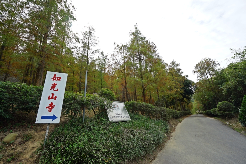 [台中后里景點]如光山寺落羽松&池杉林 相鄰泰安落羽松 山林寧靜之美 新人婚紗拍照景點