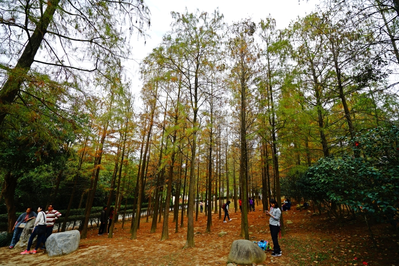 [台中后里景點]如光山寺落羽松&池杉林 相鄰泰安落羽松 山林寧靜之美 新人婚紗拍照景點