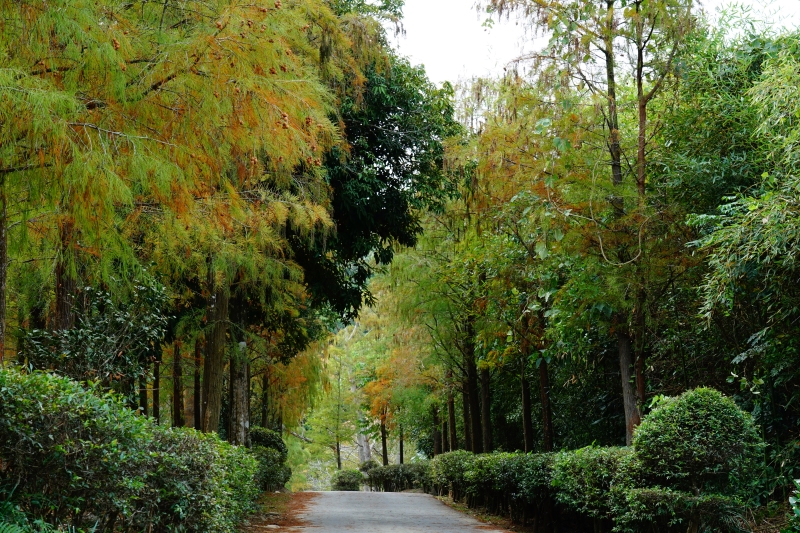 [台中后里景點]如光山寺落羽松&池杉林 相鄰泰安落羽松 山林寧靜之美 新人婚紗拍照景點