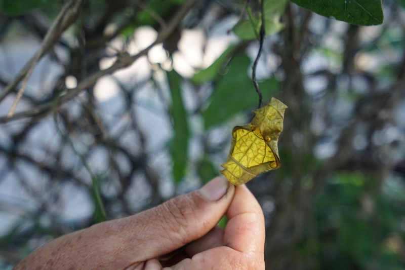 [ 花蓮免費景點]台灣最大蝴蝶生態館-亞泥生態園區   三大園區二個主題館 預約專人導覽 親子旅遊可安排在太魯閣一日遊 花蓮旅遊景點推薦