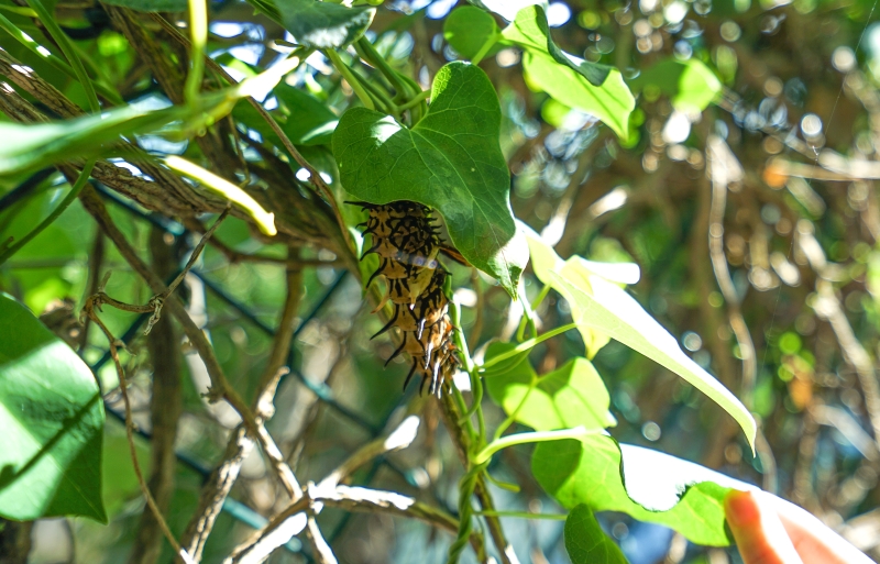 [ 花蓮免費景點]台灣最大蝴蝶生態館-亞泥生態園區   三大園區二個主題館 預約專人導覽 親子旅遊可安排在太魯閣一日遊 花蓮旅遊景點推薦