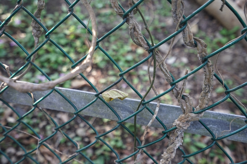 [ 花蓮免費景點]台灣最大蝴蝶生態館-亞泥生態園區   三大園區二個主題館 預約專人導覽 親子旅遊可安排在太魯閣一日遊 花蓮旅遊景點推薦