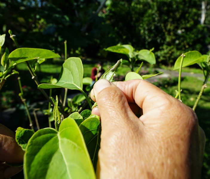 [ 花蓮免費景點]台灣最大蝴蝶生態館-亞泥生態園區   三大園區二個主題館 預約專人導覽 親子旅遊可安排在太魯閣一日遊 花蓮旅遊景點推薦