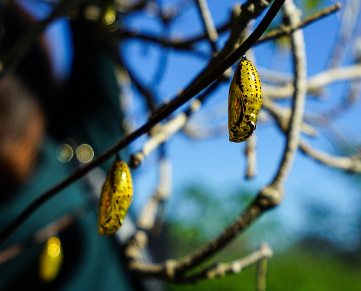 [ 花蓮免費景點]台灣最大蝴蝶生態館-亞泥生態園區   三大園區二個主題館 預約專人導覽 親子旅遊可安排在太魯閣一日遊 花蓮旅遊景點推薦